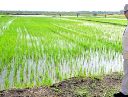 Presiden Prabowo Perintahkan BPN Tata Ulang Tanah Negara, ini Alasannya