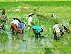 Pemerintah Targetkan Satu Desa Satu Penyuluh Pertanian untuk Swasembada Pangan