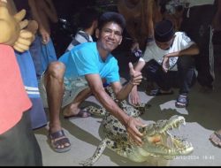 Warga Heboh dengan Tertangkapnya Buaya di Sungai Komering