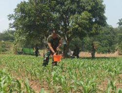 “Koramil 0412/Klari Strengthens National Food Security Through Integrated Agriculture Initiative”