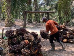 “22 Pabrik Sawit Tanpa Kebun Inti: Fondasi Industri Sumsel Diuji”